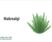 Makroalgi