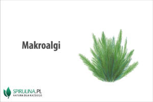 Makroalgi