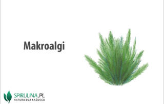 Makroalgi