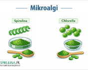 Mikroalgi