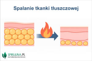 Spalanie tkanki tłuszczowej