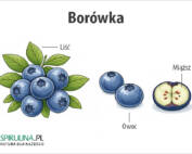 Borówka
