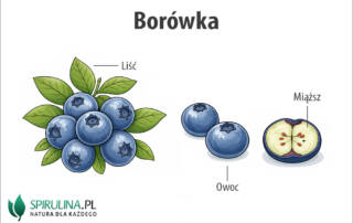 Borówka