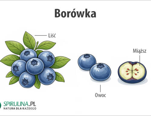 Borówka