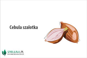 Cebula szalotka