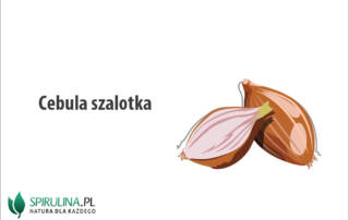 Cebula szalotka