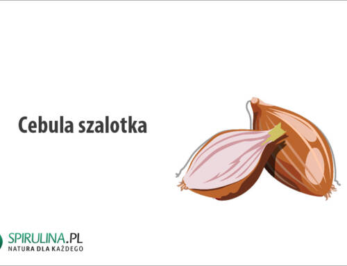 Cebula szalotka