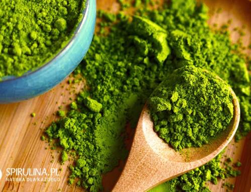 Chlorella w proszku