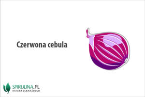 Czerwona cebula