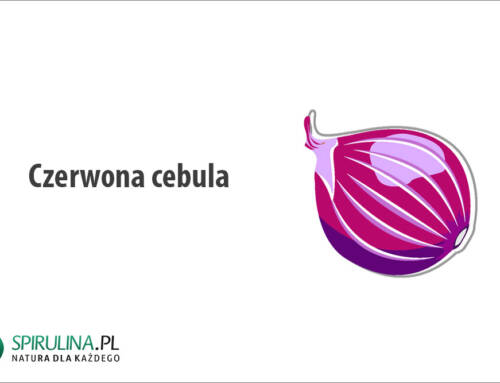 Czerwona cebula