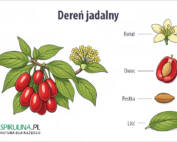 Dereń jadalny