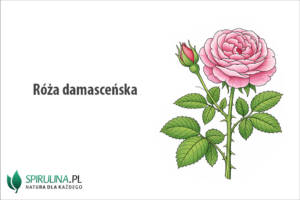 Róża damasceńska