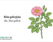 Róża galicyjska (łac. Rosa gallica)