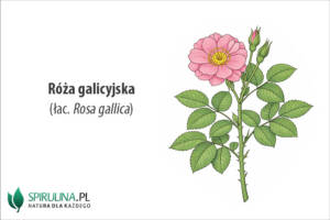 Róża galicyjska (łac. Rosa gallica)