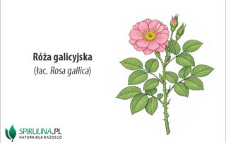 Róża galicyjska (łac. Rosa gallica)