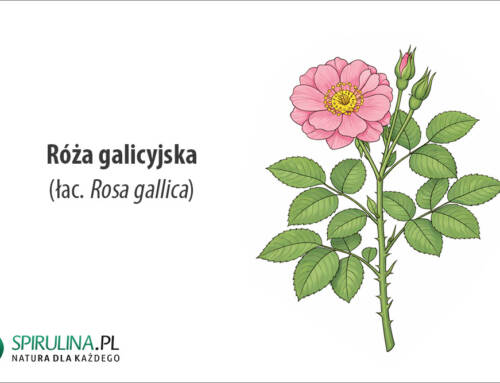 Róża galicyjska