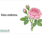 Róża stulistna
