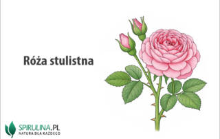 Róża stulistna