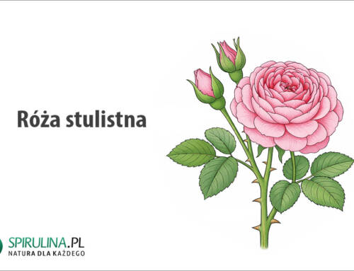 Róża stulistna
