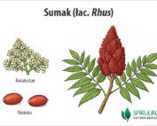 Sumak (łac. Rhus)