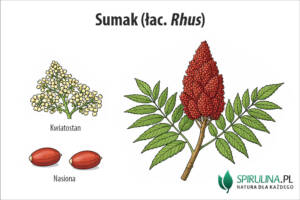 Sumak (łac. Rhus)