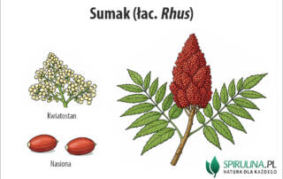 Sumak (łac. Rhus)