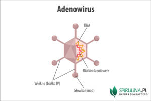 Adenowirus