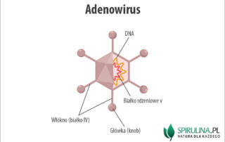 Adenowirus