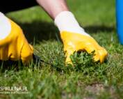 Chwasty na trawniku