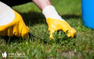 Chwasty na trawniku