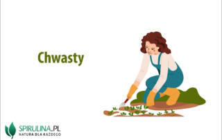 Chwasty
