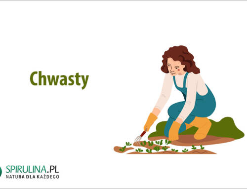 Chwasty