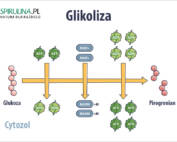 Glikoliza