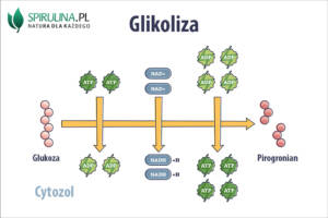 Glikoliza