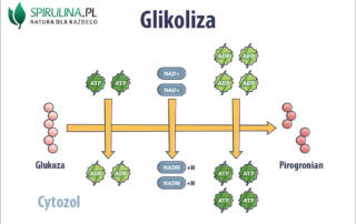 Glikoliza