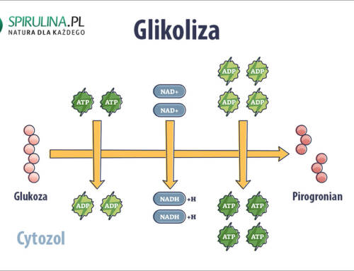 Glikoliza