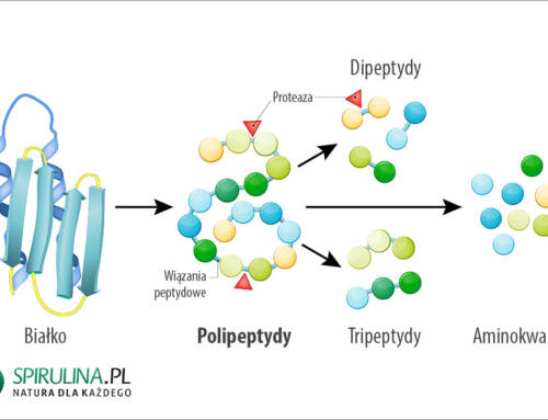 Polipeptydy