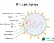 Wirus paragrypy