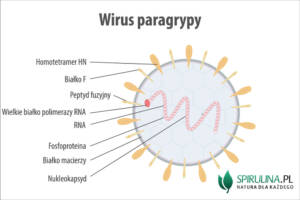 Wirus paragrypy