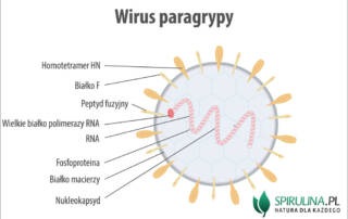Wirus paragrypy