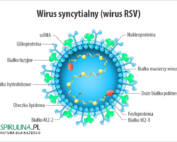Wirus syncytialny