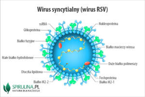 Wirus syncytialny