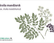 Aralia mandżurska (łac. Aralia mandshurica)
