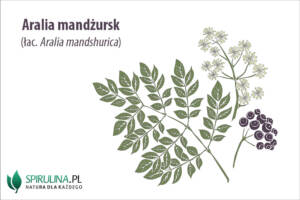 Aralia mandżurska (łac. Aralia mandshurica)