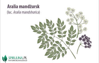 Aralia mandżurska (łac. Aralia mandshurica)
