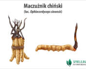 Maczużnik chiński