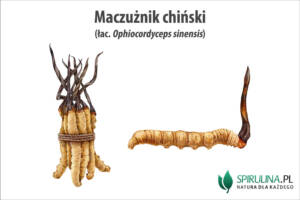 Maczużnik chiński