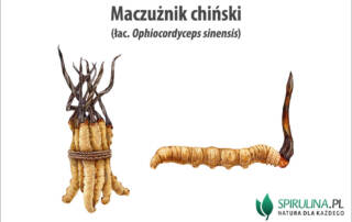 Maczużnik chiński