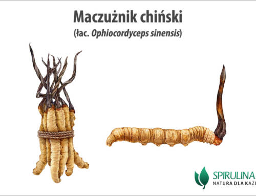 Maczużnik chiński