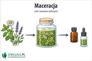Maceracja